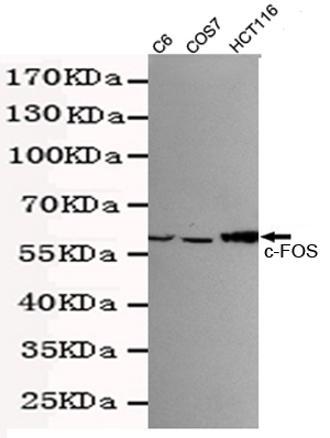 c-Fos Monoclonal Antibody