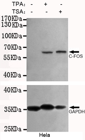 c-Fos Monoclonal Antibody