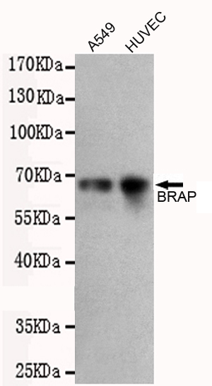 BRAP Monoclonal Antibody