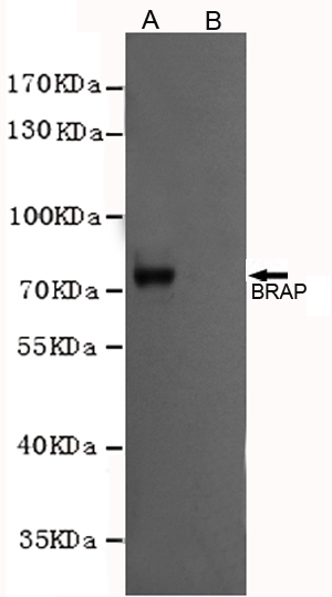 BRAP Monoclonal Antibody