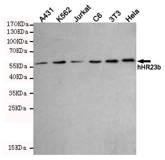 hHR23b Monoclonal Antibody