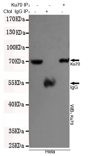 Ku70 Monoclonal Antibody