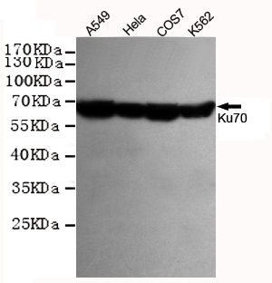 Ku70 Monoclonal Antibody