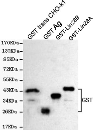 GST Polyclonal Antibody