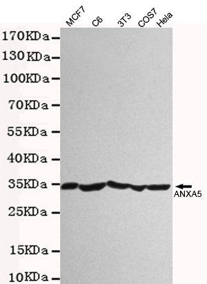 Annexin V Polyclonal Antibody