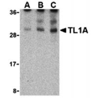 TL1A Antibody - SAB | Signalway Antibody