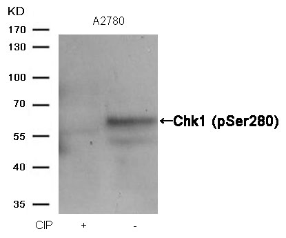 Chk1(Phospho-Ser280) Antibody