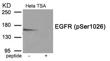 EGFR (Phospho-Ser1026) Antibody