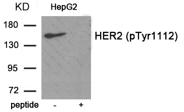 HER2 (Phospho-Tyr1112) Antibody