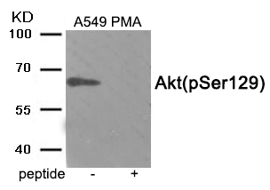 Akt (Phospho-Ser129) Antibody