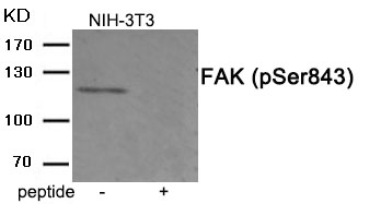 FAK (Phospho-Ser843) Antibody