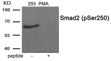 Smad2 (Phospho-Ser250) Antibody