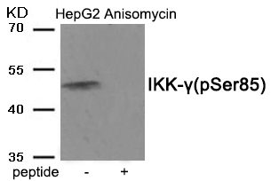 IKK-γ (Phospho-Ser85) Antibody