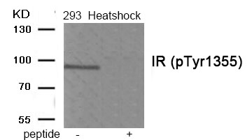 IR (Phospho-Tyr1355) Antibody