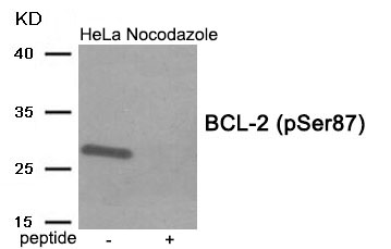 BCL-2 (Phospho-Ser87) Antibody