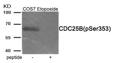 CDC25B (Phospho-Ser353) Antibody