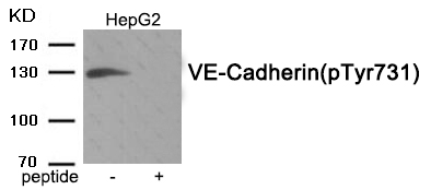 VE-Cadherin (Phospho-Tyr731) Antibody