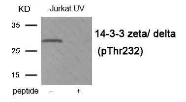 14-3-3 zeta/ delta (Phospho-Thr232) Antibody