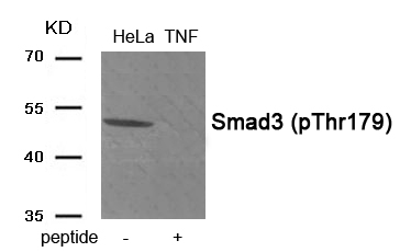 Smad3 (Phospho-Thr179) Antibody