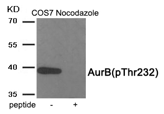 AurB (Phospho-Thr232) Antibody