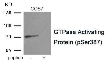 GTPase Activating Protein (Phospho-Ser387) Antibody