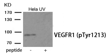 VEGFR1 (Phospho-Tyr1213) Antibody