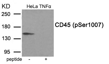 CD45 (Phospho-Ser1007) Antibody