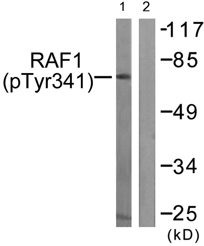 C-RAF (Phospho-Tyr341) Antibody