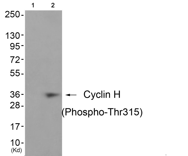 Cyclin H (Phospho-Thr315) Antibody