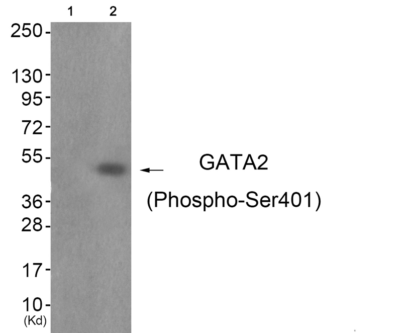 GATA2 (Phospho-Ser401) Antibody