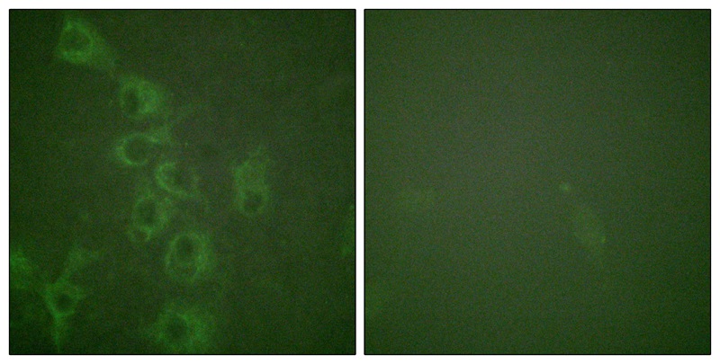 Histamine H1 Receptor (Phospho-Ser398) Antibody