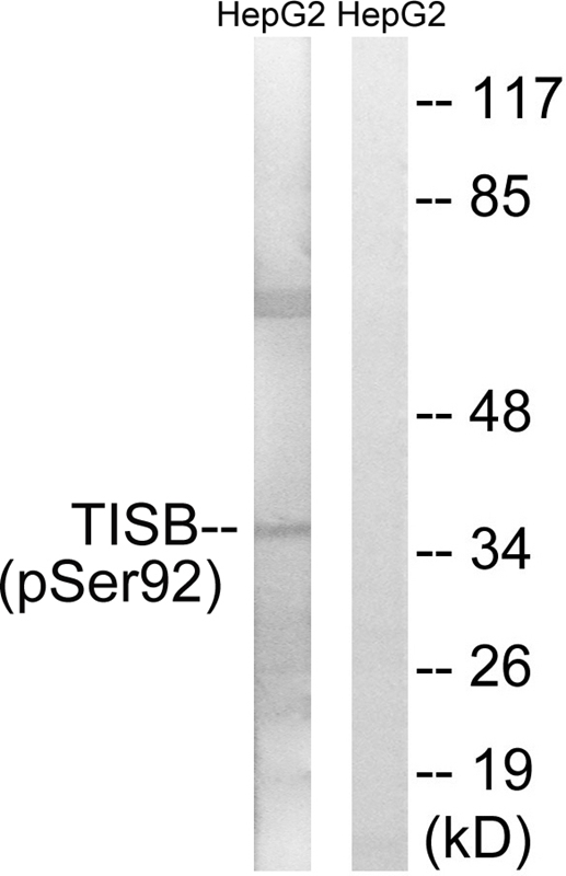 TISB (Phospho-Ser92) Antibody