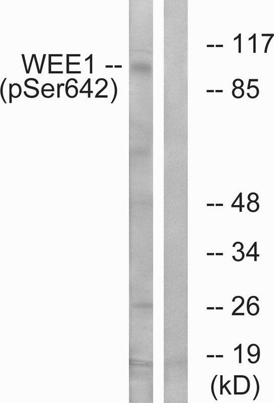 WEE1 (Phospho-Ser642) Antibody