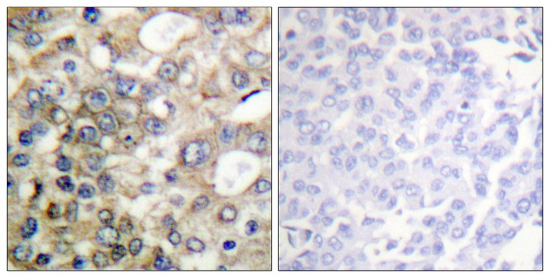 CD227/MUC1 (Phospho-Tyr1229) Antibody