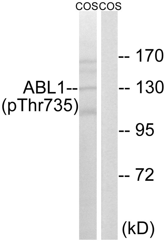 ABL1 (Phospho-Thr735) Antibody