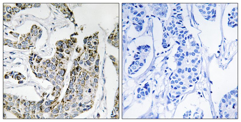 BLK (Phospho-Tyr501) Antibody