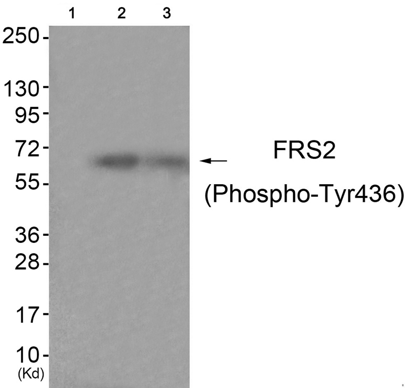 FRS2 (Phospho-Tyr436) Antibody