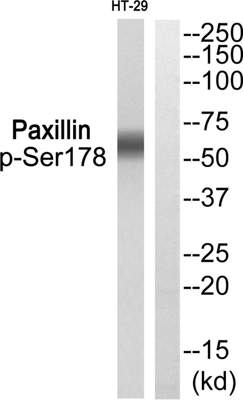 Paxillin (Phospho-Ser178) Antibody