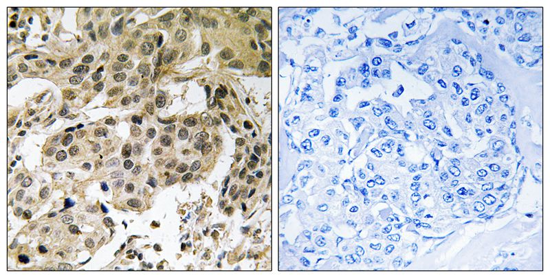 HP1α (Phospho-Ser92) Antibody