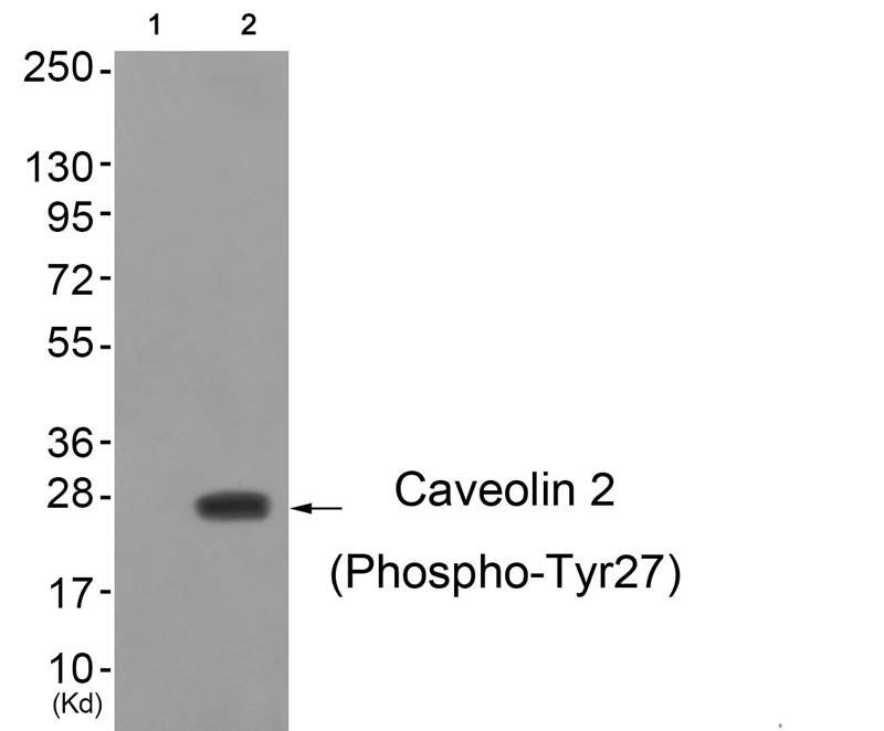 Caveolin 2 (Phospho-Tyr27) Antibody