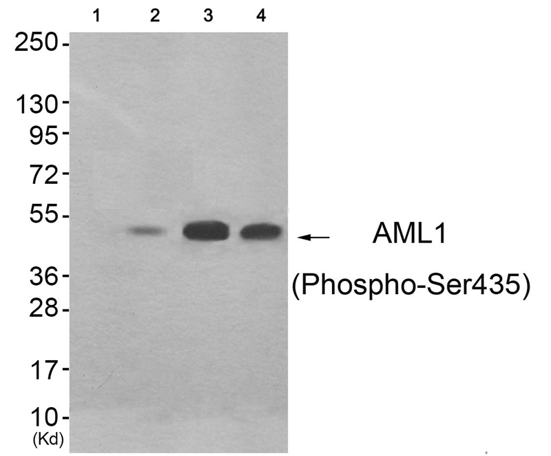 AML1 (Phospho-Ser435) Antibody