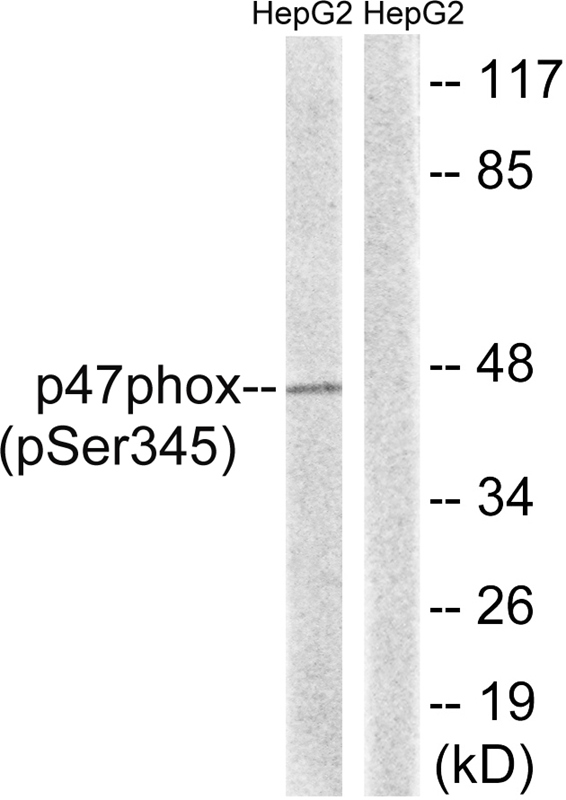 p47 phox (Phospho-Ser345) Antibody