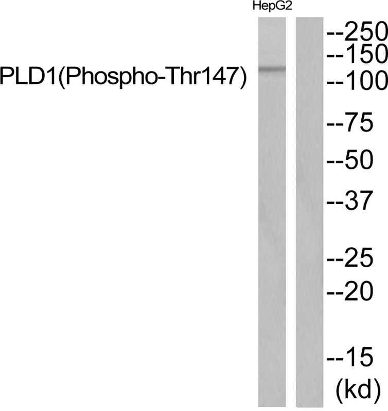 PLD1 (Phospho-Thr147) Antibody