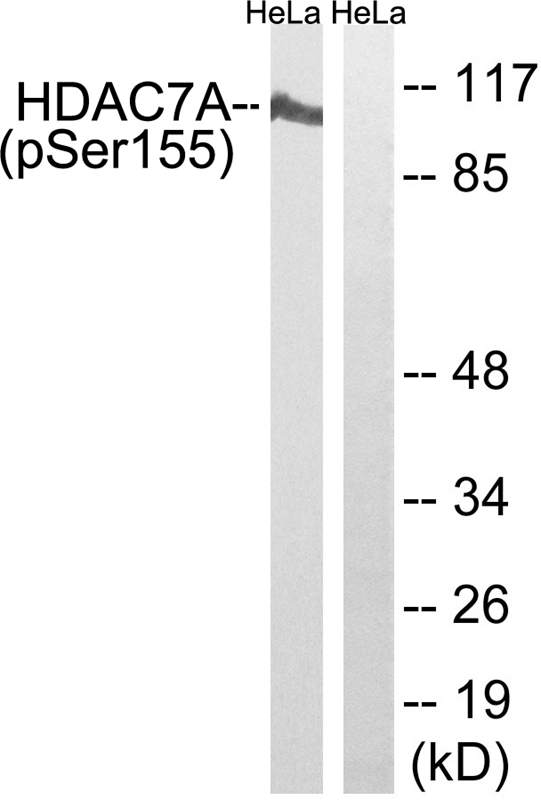 HDAC7A (Phospho-Ser155) Antibody