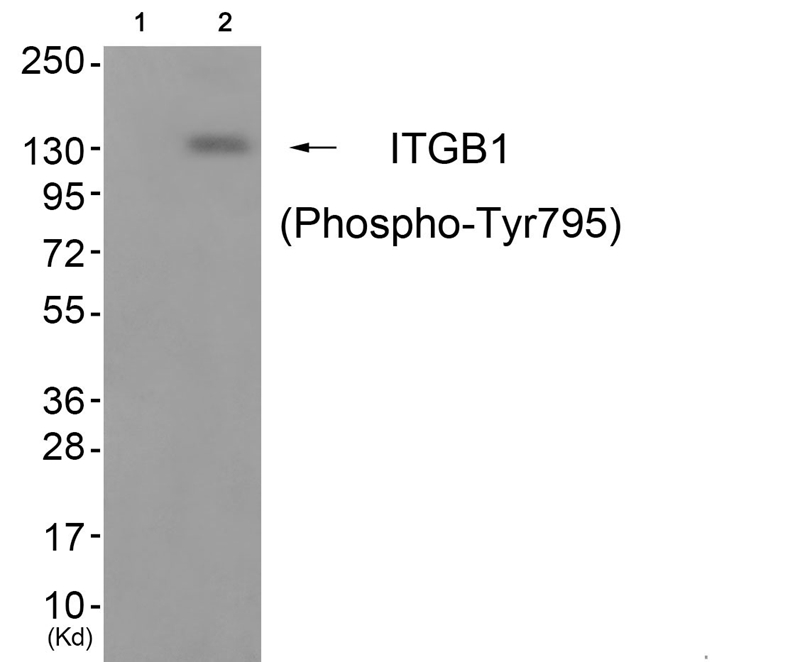 ITGB1 (Phospho-Tyr795) Antibody