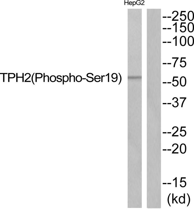 TPH2 (Phospho-Ser19) Antibody