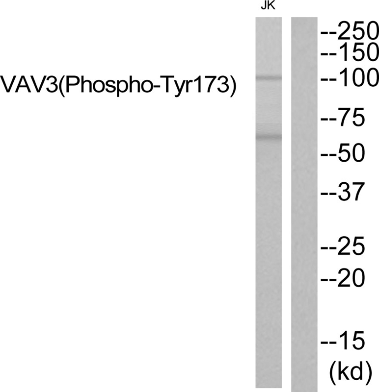 VAV3 (Phospho-Tyr173) Antibody