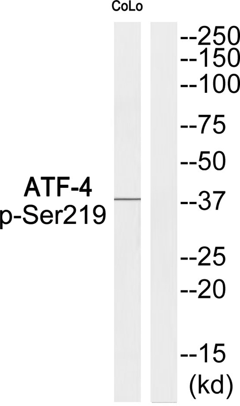 ATF-4 (Phospho-Ser219) Antibody