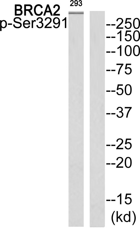 BRCA2 (Phospho-Ser3291) Antibody