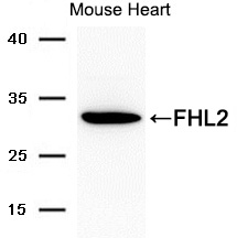 FHL2 Antibody